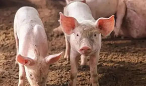 9月投放儲備肉20萬噸，創歷史新高；肉價要漲，食企準備好了嗎？